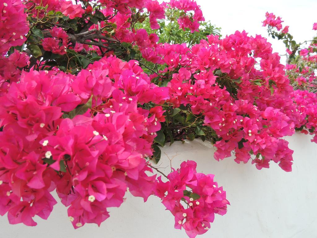 Villa Bougainvillea Aruba, The Tango Suite Palm Beach Quarto foto