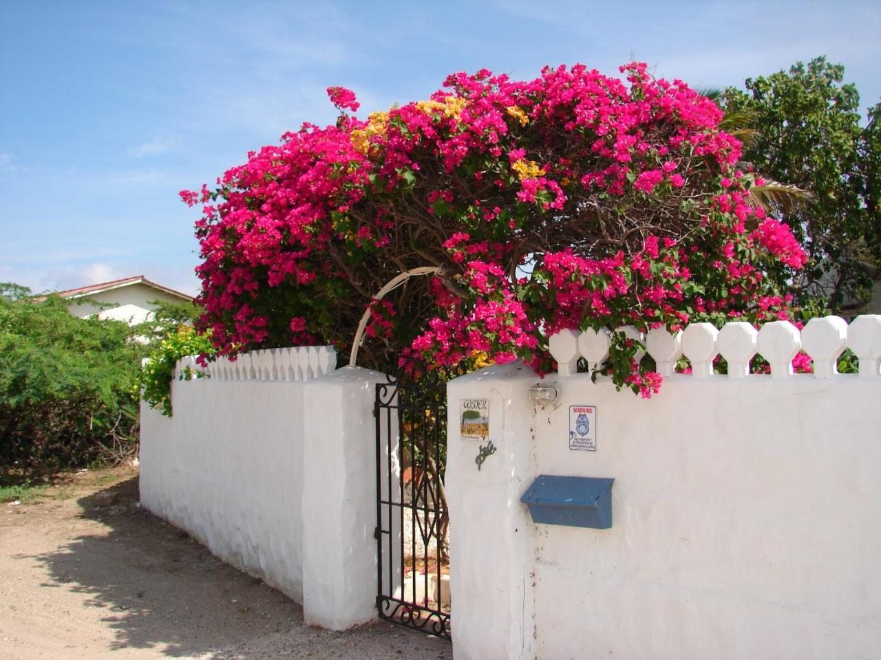 Villa Bougainvillea Aruba, The Tango Suite Palm Beach Exterior foto